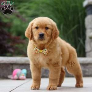 Lucas, Golden Retriever Puppy